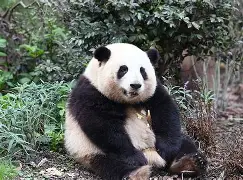 猫坐车表情包-app下载